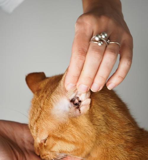 猫咪耳朵背上红疙瘩的处理方法（从宠物健康的角度看猫咪耳朵红疙瘩的成因及治疗方法）