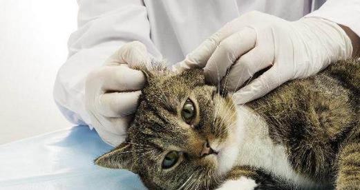 猫咪耳朵背上红疙瘩的处理方法（从宠物健康的角度看猫咪耳朵红疙瘩的成因及治疗方法）