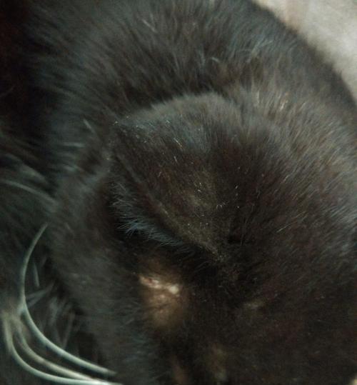 猫咪耳朵掉毛皮肤发黑，怎么办（探究猫咪耳朵掉毛皮肤发黑的原因及治疗方法）