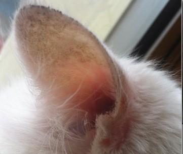 猫咪耳朵受伤的处理方法（宠物主人必看）