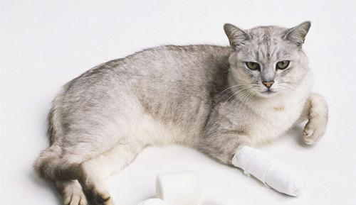 宠物猫骨折自愈的可能性及方法（探究宠物猫骨折的自愈能力与应对措施）
