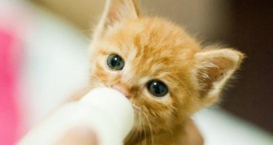 喂猫咪纯牛奶的真相（为什么猫咪不能喝纯牛奶）
