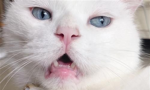 如何识别猫咪喉咙发炎的症状（了解宠物的语言）