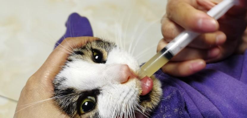 猫咪黄疸症状图片大全，让你轻松了解宠物健康（详解猫咪黄疸症状及防治）
