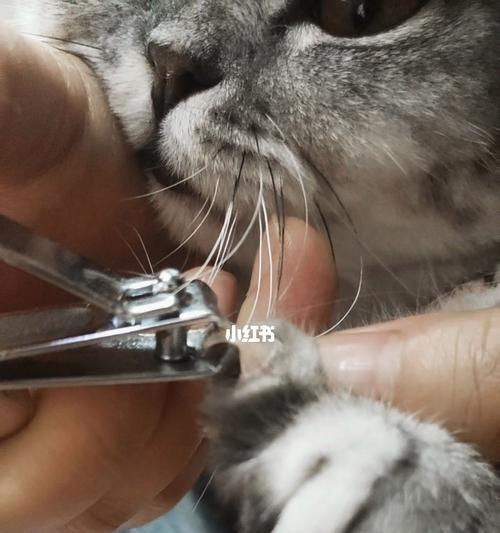 剪猫咪指甲技巧（为宠物的健康着想）