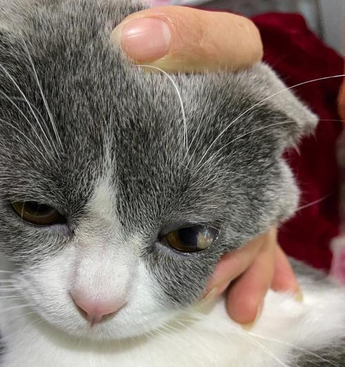 揭秘猫咪角膜炎感染的原因（从宠物健康）