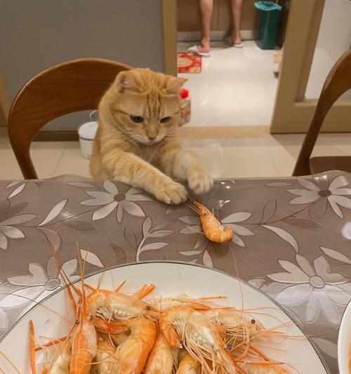 宠物猫可以经常吃虾吗（从营养价值）