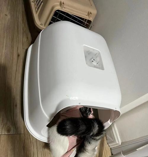 为什么绝育后的猫咪不在猫砂盆上厕所（探究猫咪绝育后的行为变化及解决方法）