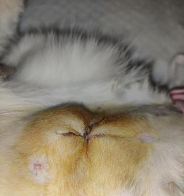 宠物猫咪绝育后伤口发炎的预防与治疗（了解猫咪绝育后伤口发炎的症状和原因）