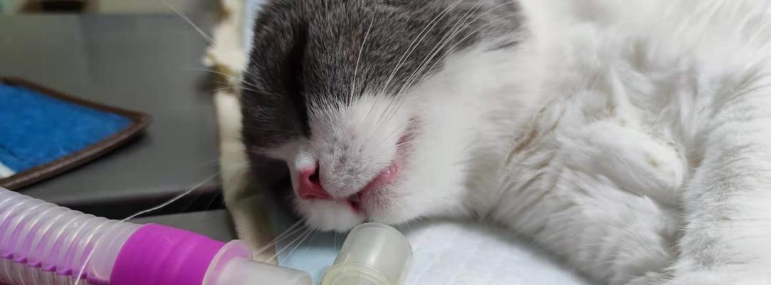 猫咪绝育后必须吃消炎药（宠物健康管理必备）