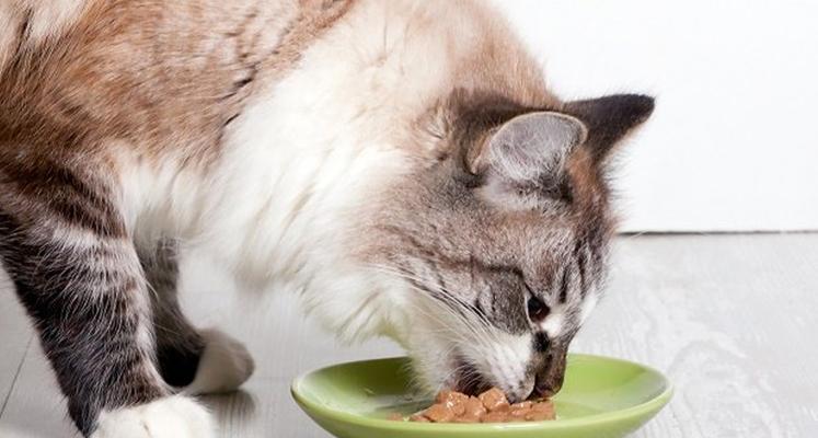 猫咪为什么可以几天不吃不喝（探究猫咪的生理机能及适应能力）