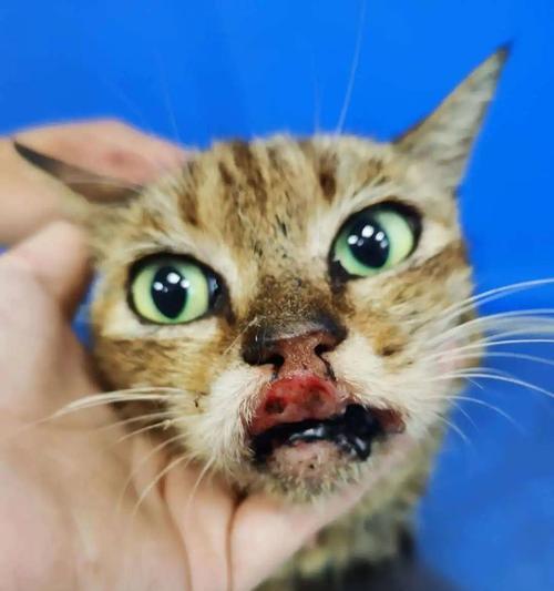 如何为猫咪口腔溃疡喂药（给宠物喂药的技巧和口腔溃疡的治疗方法）