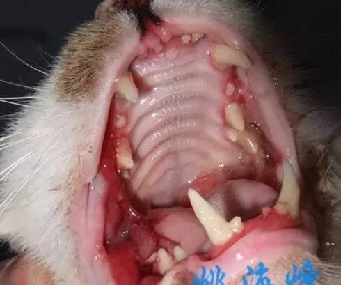 解决宠物口腔溃疡，让猫咪重获健康（探究猫咪口腔溃疡的原因与治疗费用）