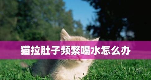 猫咪拉肚子的原因及治疗方法（探究猫咪拉肚子的原因）