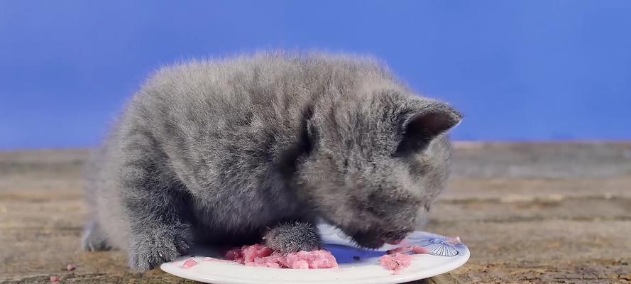 如何缓解宠物猫咪的拉稀问题（营养均衡的食品让猫咪身体更健康）