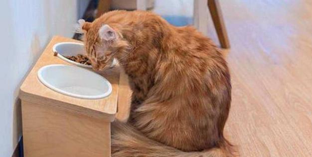 猫粮泡软对猫咪拉稀的帮助（宠物猫咪拉稀时应注意的饮食问题）
