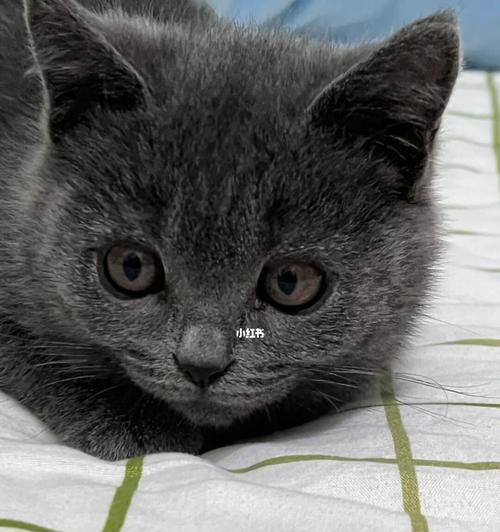 猫咪的黑色眼屎——原因、治疗和预防（宠物猫常见问题）