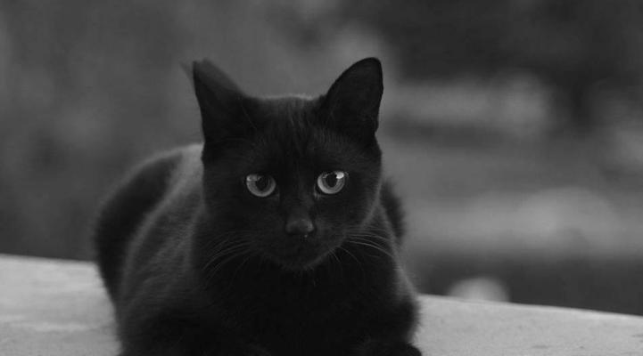 猫咪的黑色眼屎——原因、治疗和预防（宠物猫常见问题）