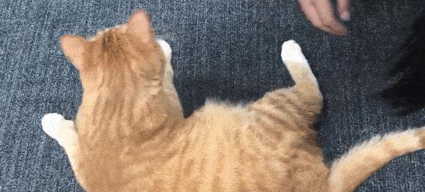 为什么猫咪老喜欢咬人（探究猫咪咬人的原因及应对方法）
