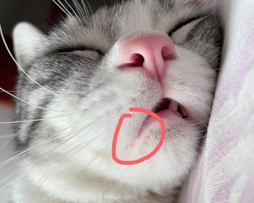 猫咪的口水秘密（探秘猫咪流口水舌头伸出来的真相）