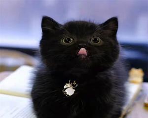 宠物猫咪黑色结痂，你需要知道的一切（了解猫咪黑色结痂的成因）