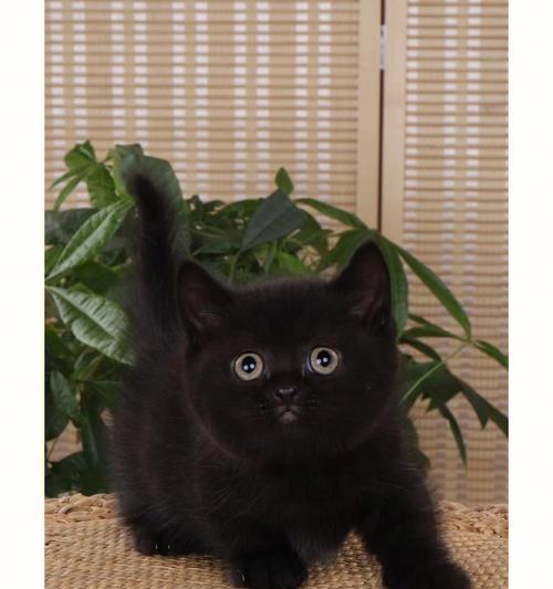 宠物猫咪黑色结痂，你需要知道的一切（了解猫咪黑色结痂的成因）