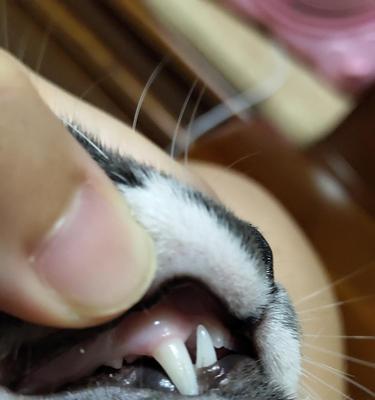 猫咪没有下牙的原因及注意事项（探究猫咪没有下牙的原因与如何照顾它们）
