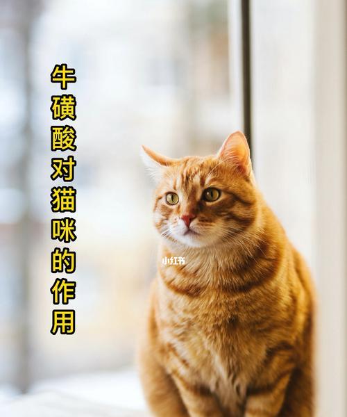 猫咪缺乏牛磺酸的症状（掌握这些征兆）