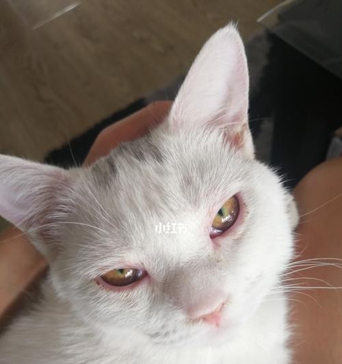 宠物猫咪三个月眼睛会变吗（了解猫咪生长过程中的眼睛变化及护理方法）