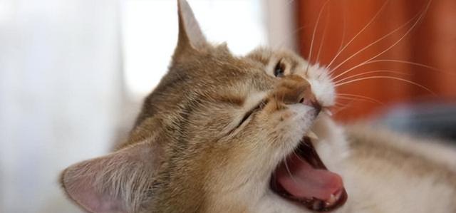 猫咪咳嗽的原因与治疗方法（揭秘猫咪咳嗽的八大原因）