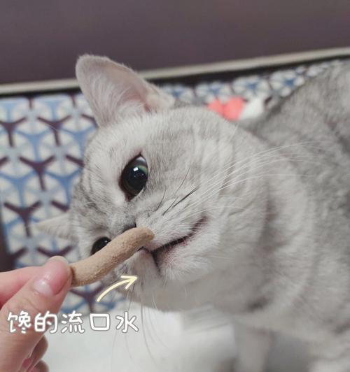 如何让瘦猫咪爱上吃饭（宠物养护指南）