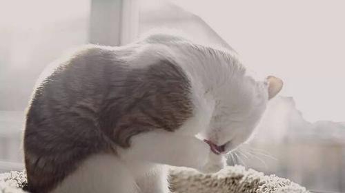 宠物猫咪睡在主人身上舔毛的好处（宠物猫咪的舔毛行为及其对主人的影响）