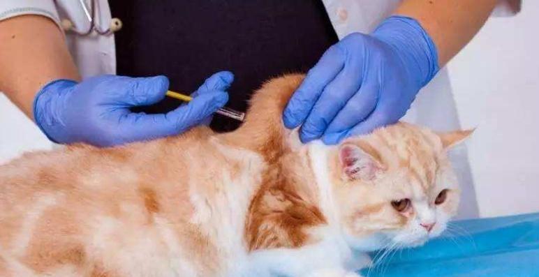 如何应对宠物猫身体内的寄生虫问题（有效预防与治疗）