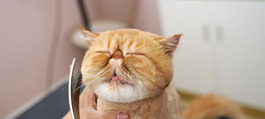 如何为你的猫咪进行剃毛造型（宠物美容必知的技巧和注意事项）