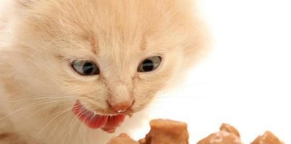 猫咪突然不吃猫粮怎么办（从宠物猫的角度看待突然不吃猫粮的原因和解决方法）