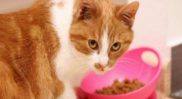 猫咪突然不吃猫粮怎么办（从宠物猫的角度看待突然不吃猫粮的原因和解决方法）