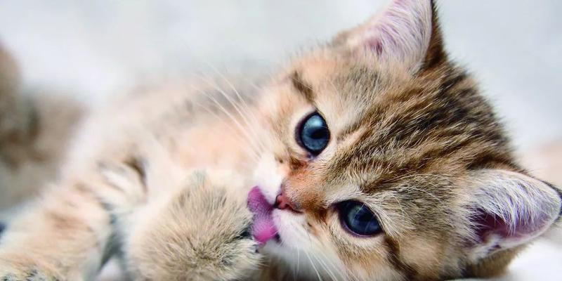 猫咪吐毛球的原因及预防方法（宠物主人必知的护理知识）