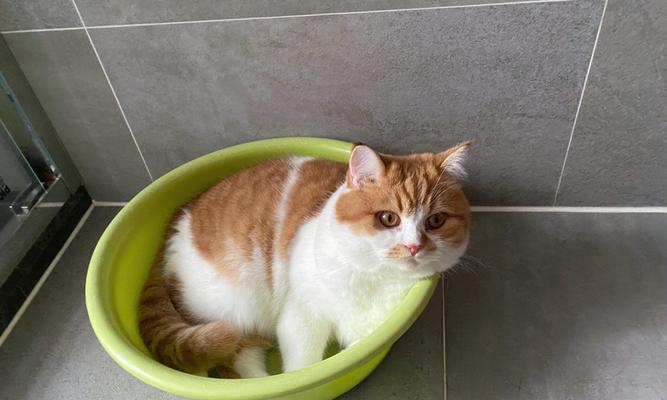 猫咪为何喜欢往厕所跑（探究猫咪的厕所心理和生理需求）