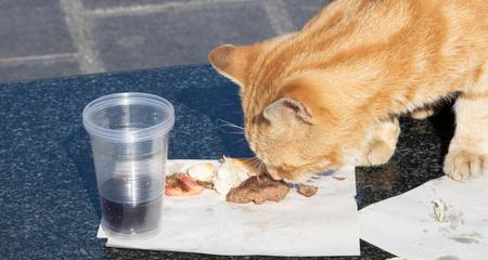 猫咪误食塑料，该如何帮助它（药物治疗是个好方法）