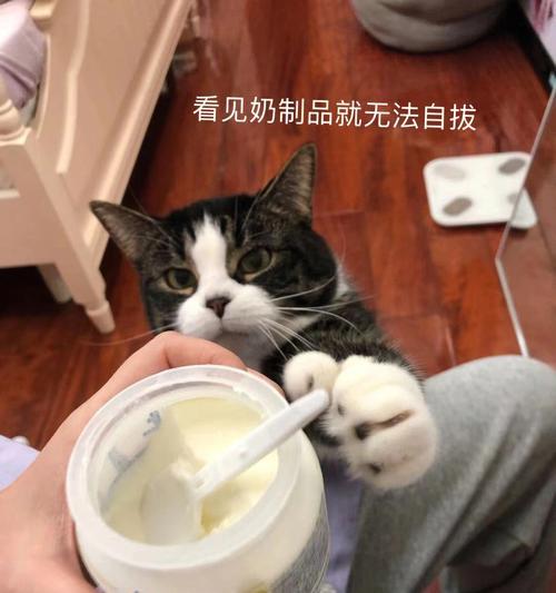 猫咪喜欢喝牛奶怎么办（解决猫咪喝牛奶问题的实用方法）