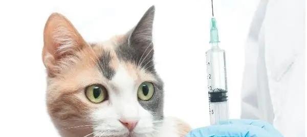 为你的宠物猫咪洗完澡后打疫苗（宠物健康保障）