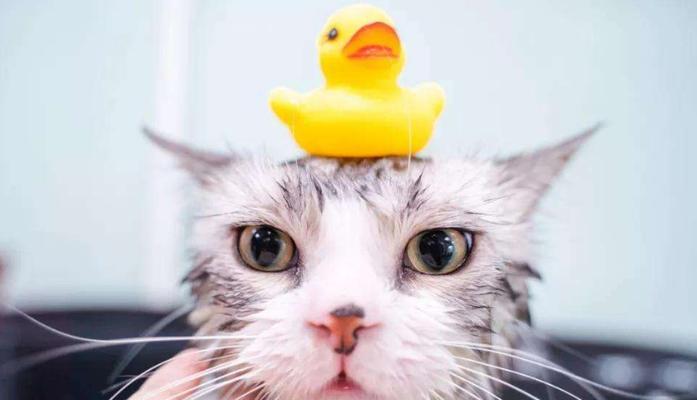 猫咪洗澡后发抖没精神（宠物猫咪洗澡后为什么会出现发抖没精神的情况）