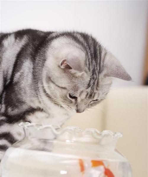 宠物猫夏季食欲不振的原因分析（探究猫咪饮食偏好与夏季饮食问题）