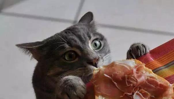 猫咪为什么想吃东西却吃不进（宠物健康的重要性）