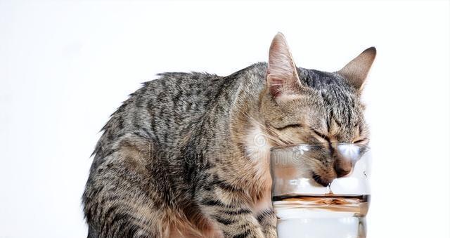 如何判断猫咪血糖高（猫咪血糖高的症状和预防措施）