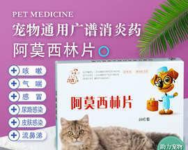 猫咪炎症该吃哪些消炎药（保护宠物健康）