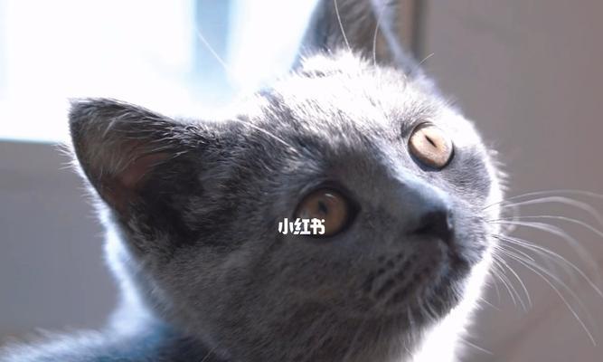 猫咪眼睛边上的毛粘住，该如何解决（探讨猫咪眼睛周围毛发的影响及应对之策）