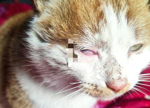 如何预防和治疗猫咪眼睛感染（以宠物为主）