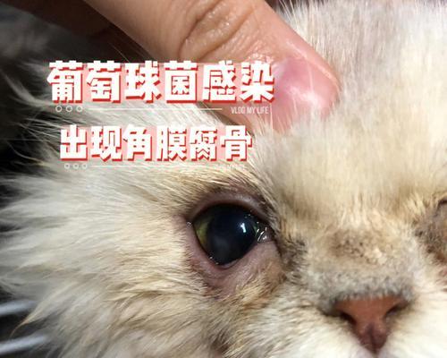 如何应对宠物猫咪眼睛感染问题（治疗方法）