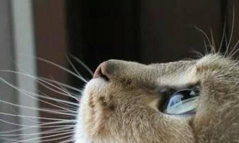 宠物猫咪眼睛分泌物不断，如何正确清理